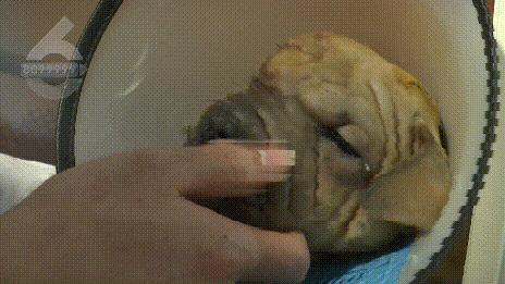 如何预防和治疗狗的致命性疾病？全面指南