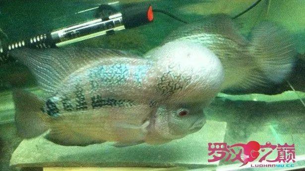 罗汉鱼爆头真的是靠运气吗? 罗汉鱼爆头真的是靠运气吗?