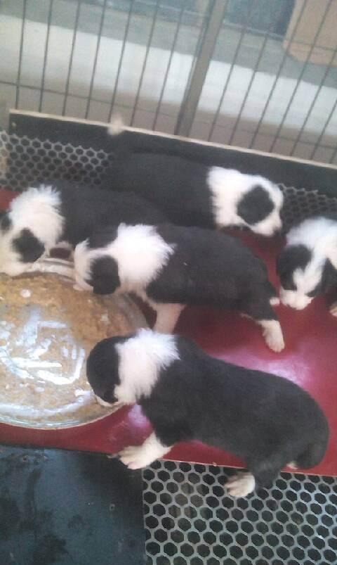 边境牧羊犬真的适合当宠物养吗？