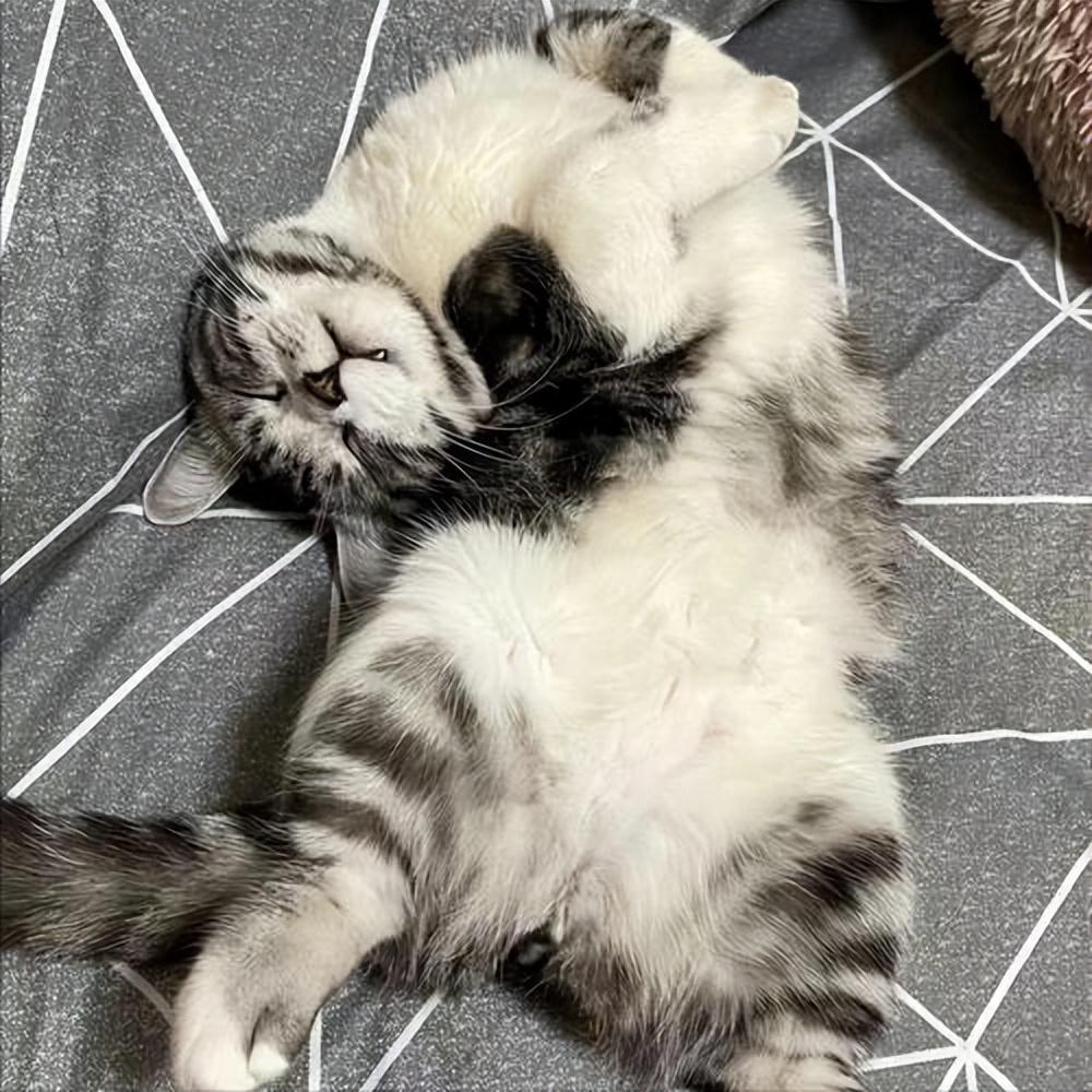 淘抢购补单平台操作指南：如何有效提升退款单效率