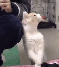 淘宝直通车选词助手是什么？详细使用方法与技巧解析