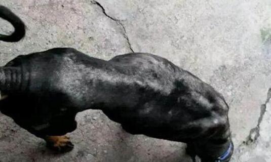 藏獒皮肤病真的能治好吗？