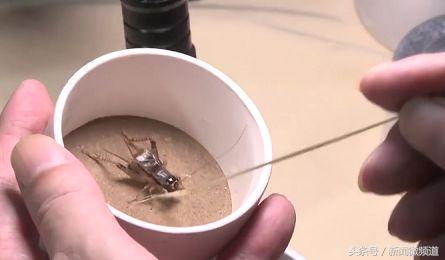 蛐蛐和蟋蟀到底是不是同一只虫？