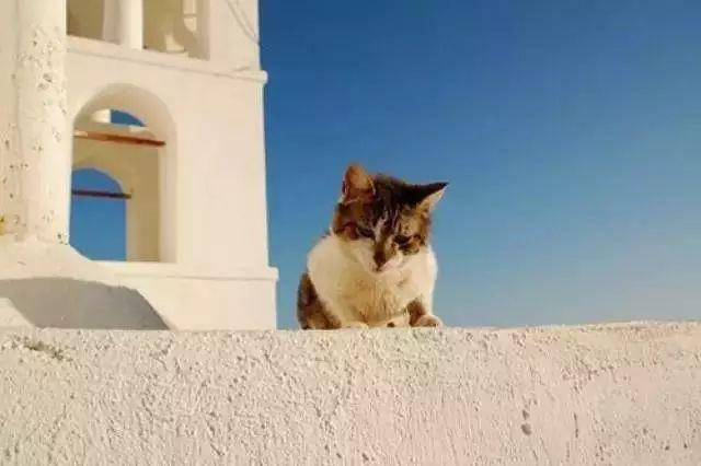 天猫直通车到底怎么玩?新手避坑指南来了! 天猫直通车到底怎么玩?新手避坑指南来了!