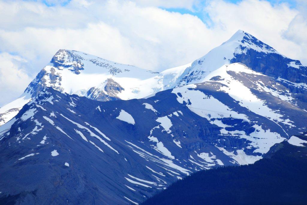 吉娃娃2000块买的到纯种吗？