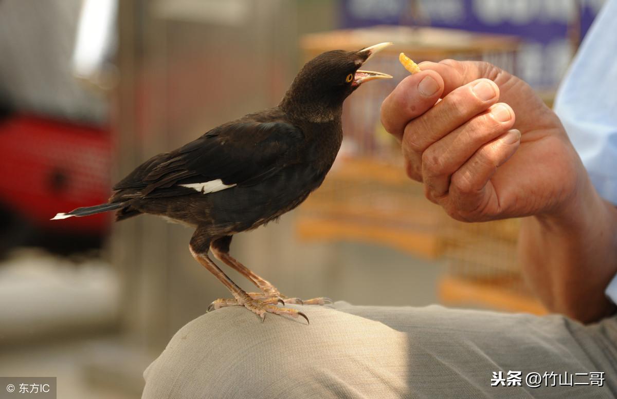 八哥鸟真的能学会说人话吗？