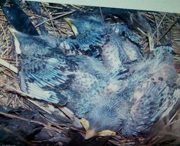 八哥鸟到底该喂什么才健康？