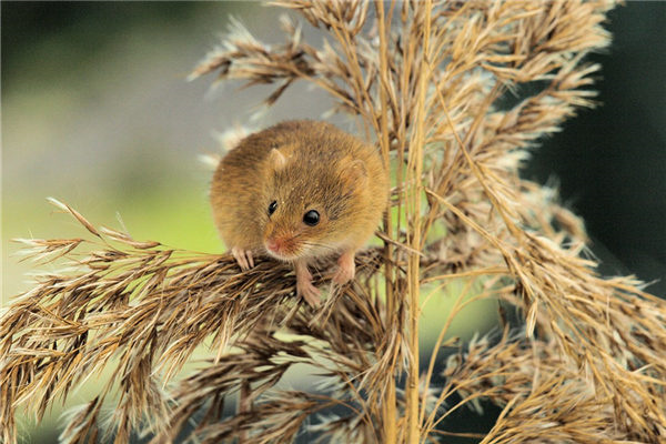 鼠人2022年运势如何_2022年属鼠人的全年运势_鼠的2022年运势