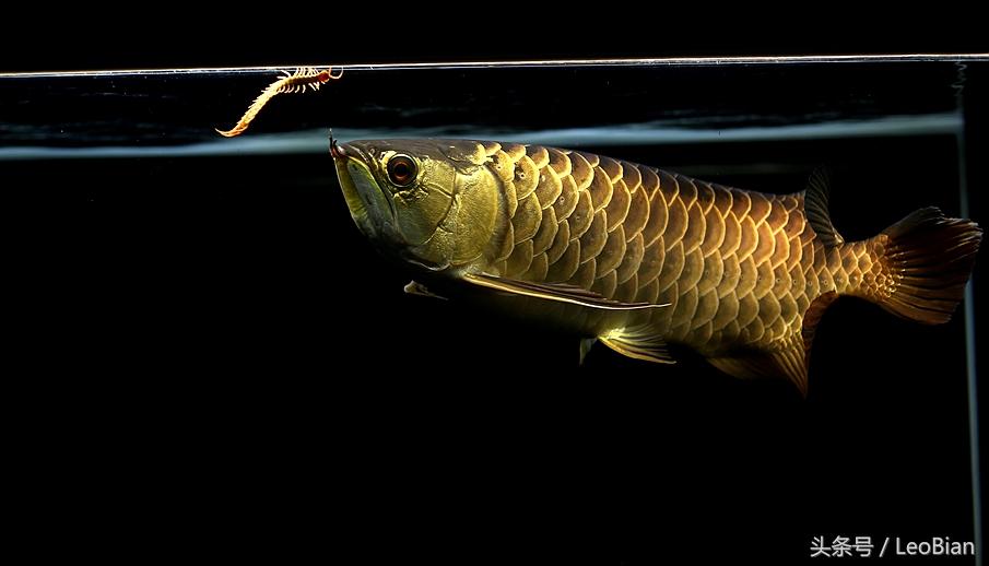 龙鱼饲养全攻略：从新手到专家的必备指南