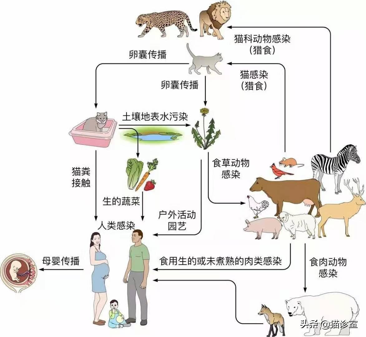 波奇——全面关爱宠物生活，为宠物打造全方位呵护