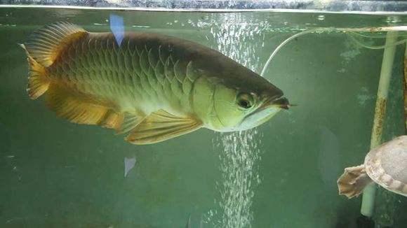 龙鱼喜欢吃什么饵料？全面解析龙鱼最佳饮食选择