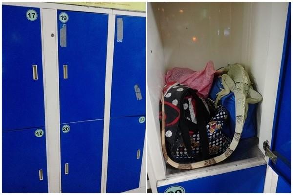 长鬣蜥真的能当宠物养吗？