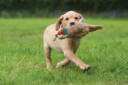 罗威纳犬真的适合新手养吗？