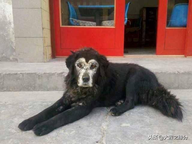 骨嘴沙皮真的像传说中那么难养吗? 骨嘴沙皮真的像传说中那么难养吗?