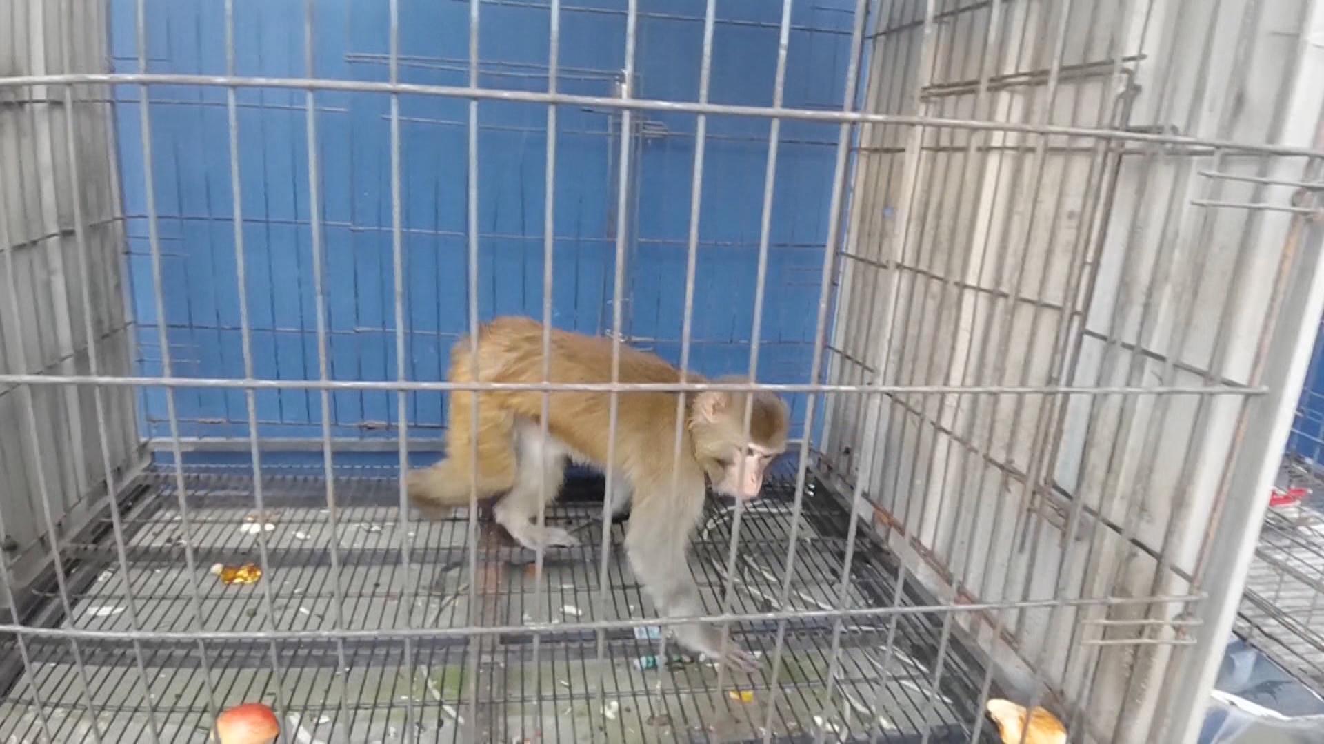 养只宠物猴到底要花多少钱？