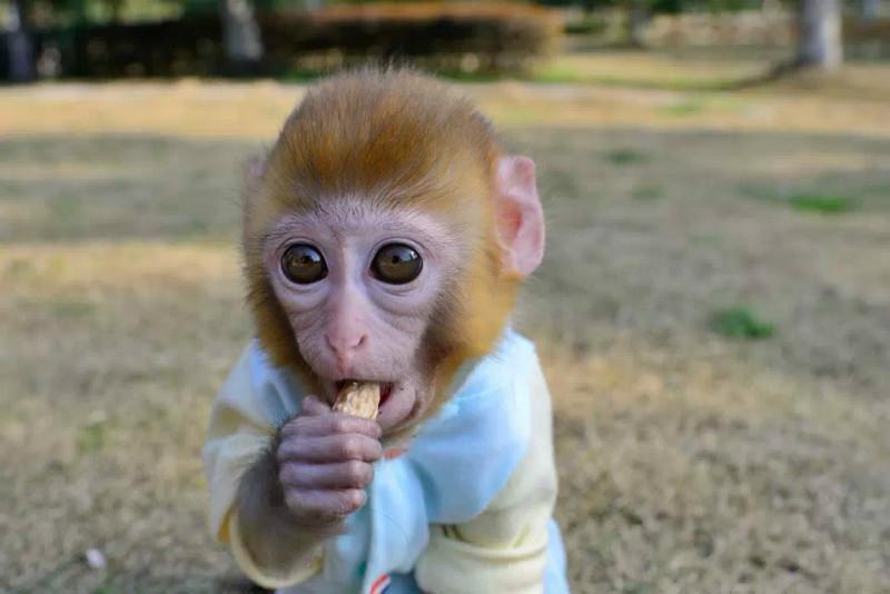 袖珍石猴真的能当宠物养吗？