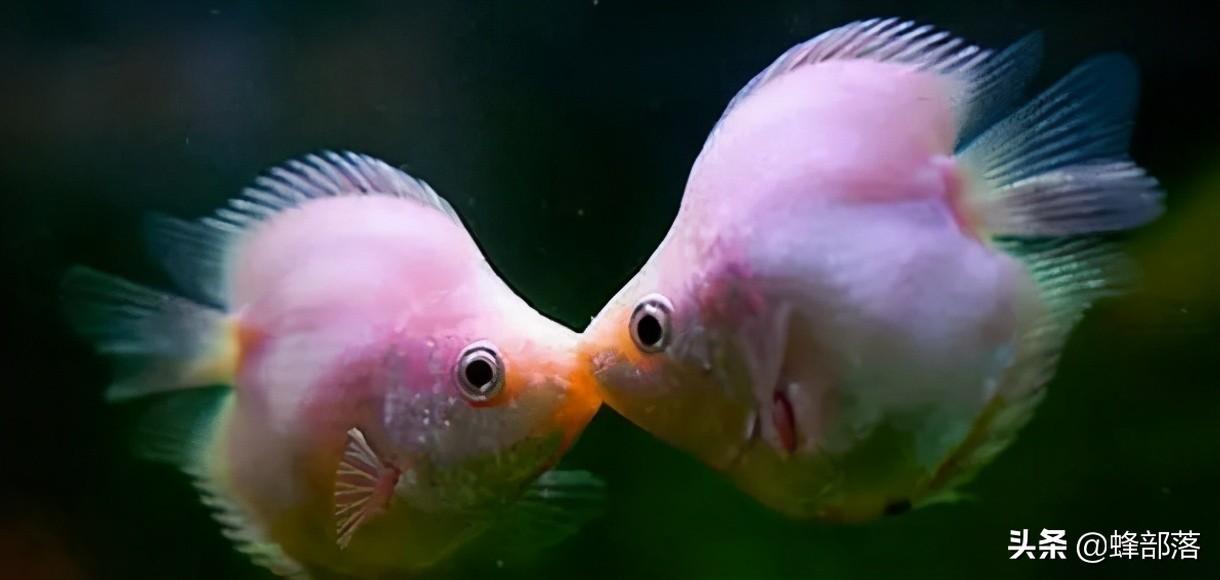 接吻鱼为啥从来不亲嘴？