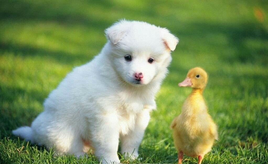 博美犬真的像棉花糖一样温顺吗？