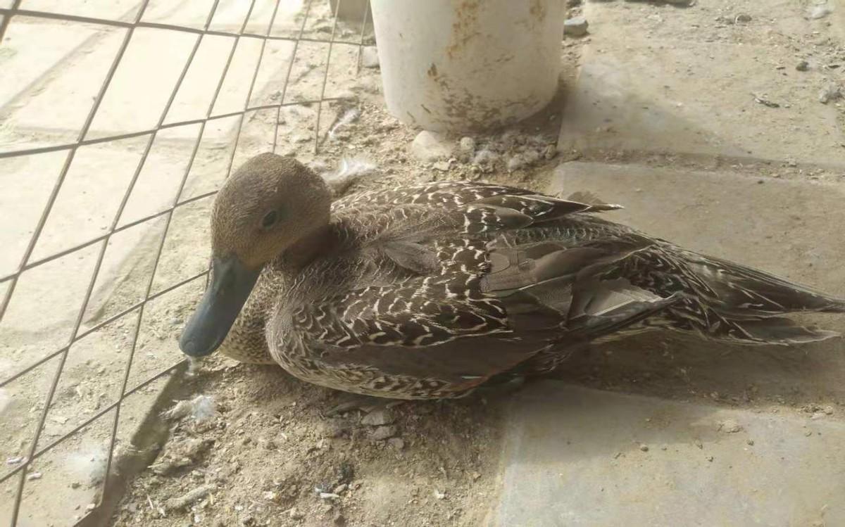 如何选择鹦鹉雏鸟？解析不同种类鹦鹉雏鸟的体长差异