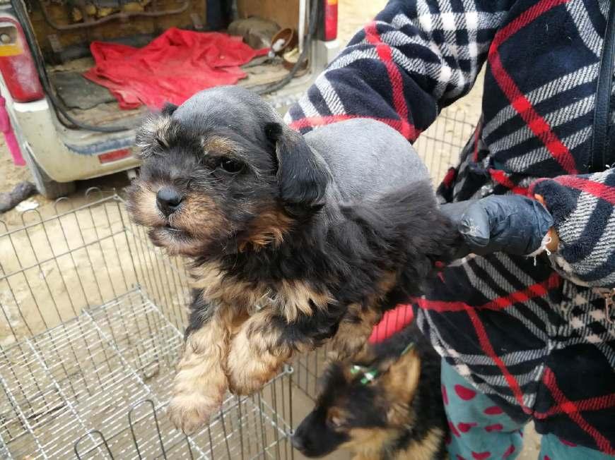 养长毛狗真的像想象中那么美好吗？