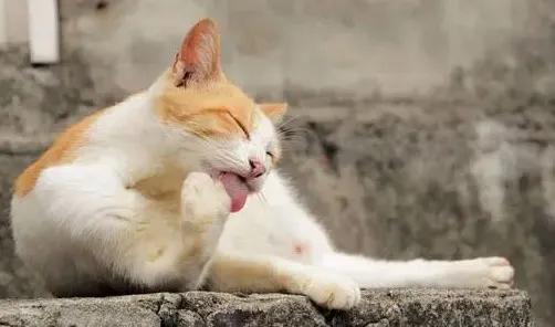 狗狗突然打喷嚏就是感冒了？