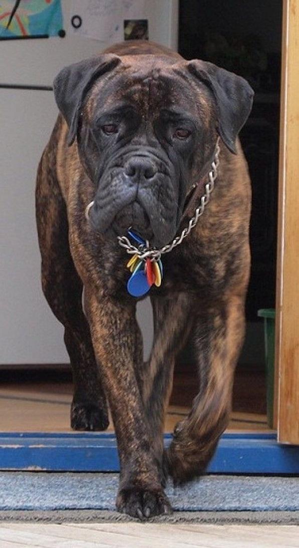 斗牛犬真的像传说中那么凶吗？