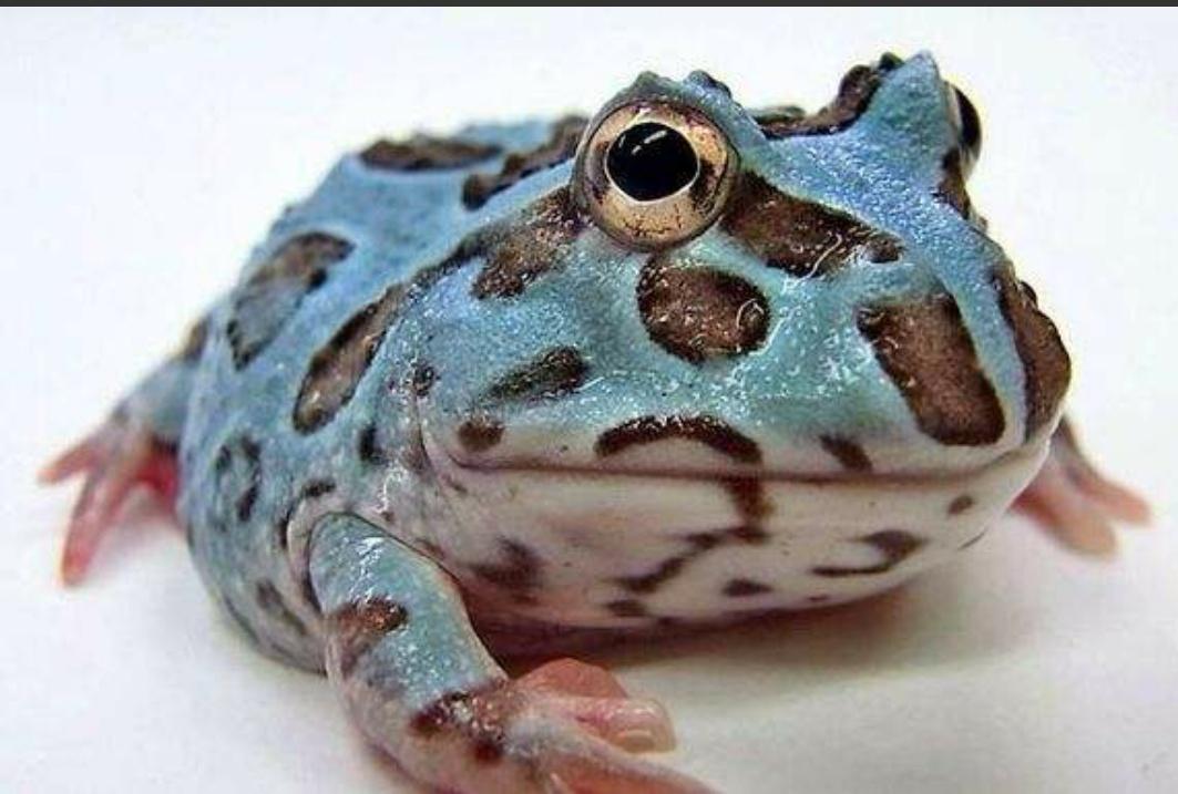 养角蛙到底要花多少钱？