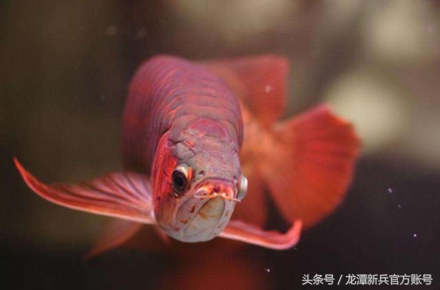 属龙的人农历几月出生最占便宜？