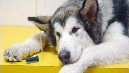 如何区分狗狗感冒、细小病毒和犬瘟？全面解析宠物健康问题