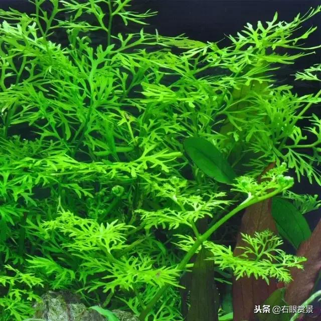 细叶水芹真的能养活吗？