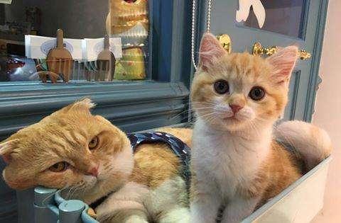 京东商城网上客服到底怎么用才顺手？