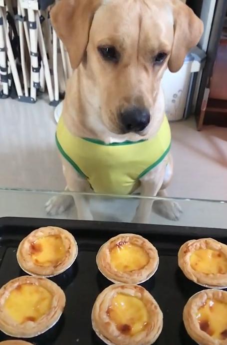 金毛犬智商超高，掌握这些训练技巧让你的金毛更听话