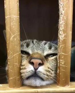 珂字最佳名字组合推荐，寓意美好且独特的宝宝名字大全