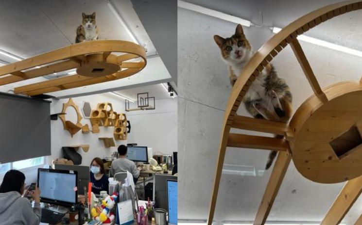 开宠物店第一关就被难住了？