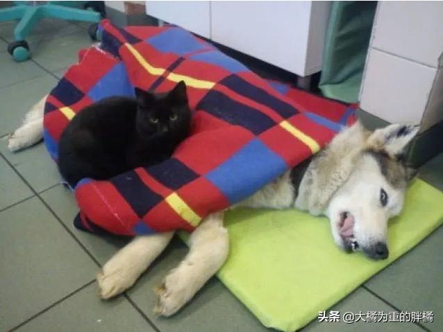 波奇：全面关爱宠物生活，打造宠物幸福天地