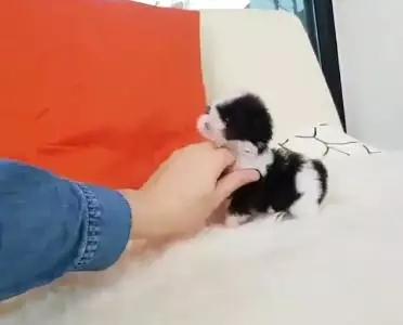 茶杯狗图片里藏了多少我们不知道的事？