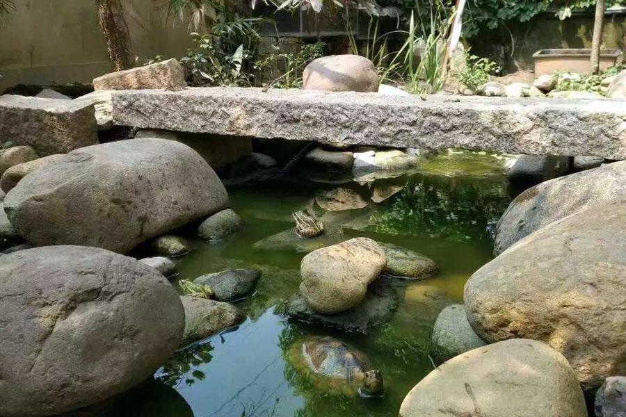 养乌龟真的像看起来那么简单吗？