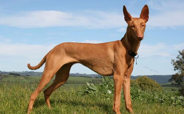 法老猎犬真的适合新手养吗？