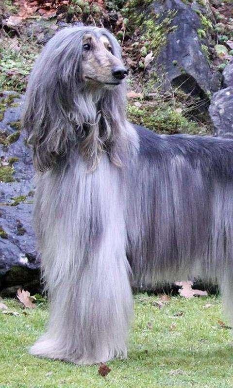 养长毛狗真的像想象中那么美好吗？