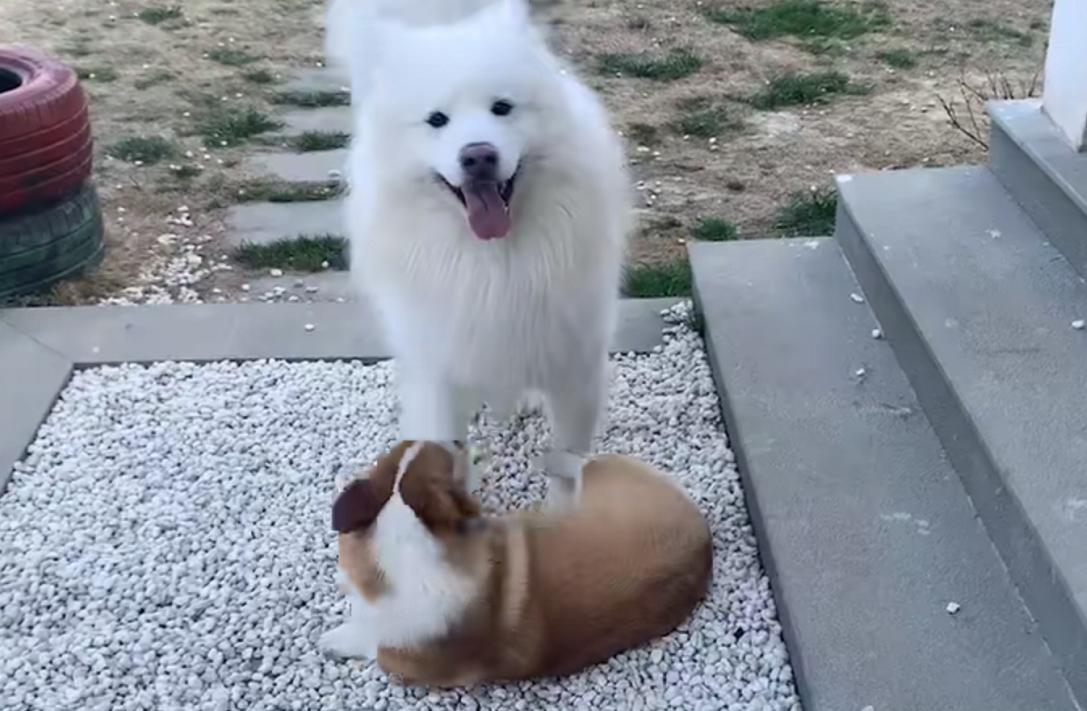 淘宝猫猫游戏里加错队伍了还能退出吗？