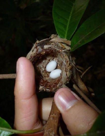 红色吸蜜鹦鹉真的适合新手饲养吗？