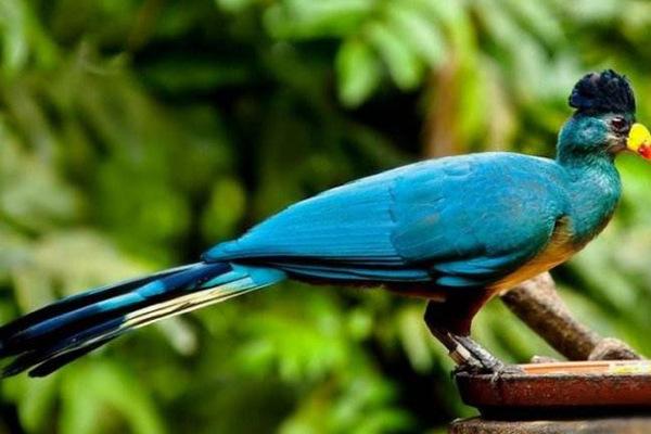 葵花鹦鹉适合新手养吗？