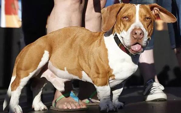 养巴吉度犬前必须知道的7件事？