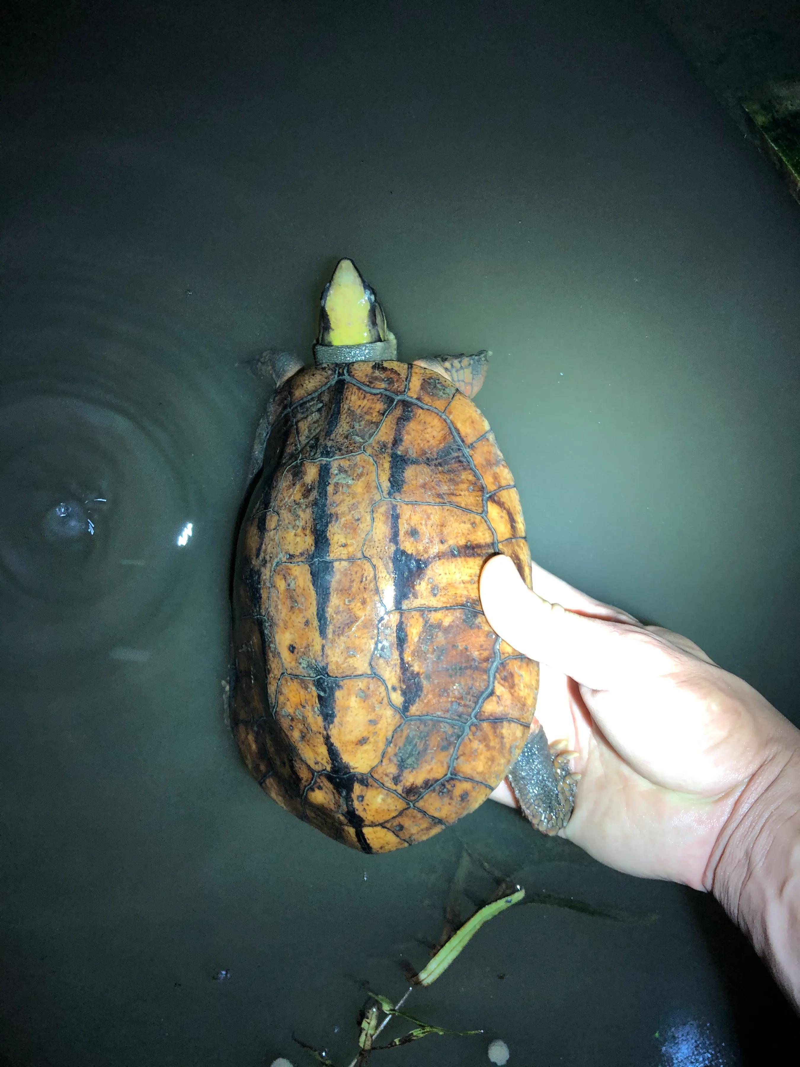 你的金钱龟为什么越养越瘦？