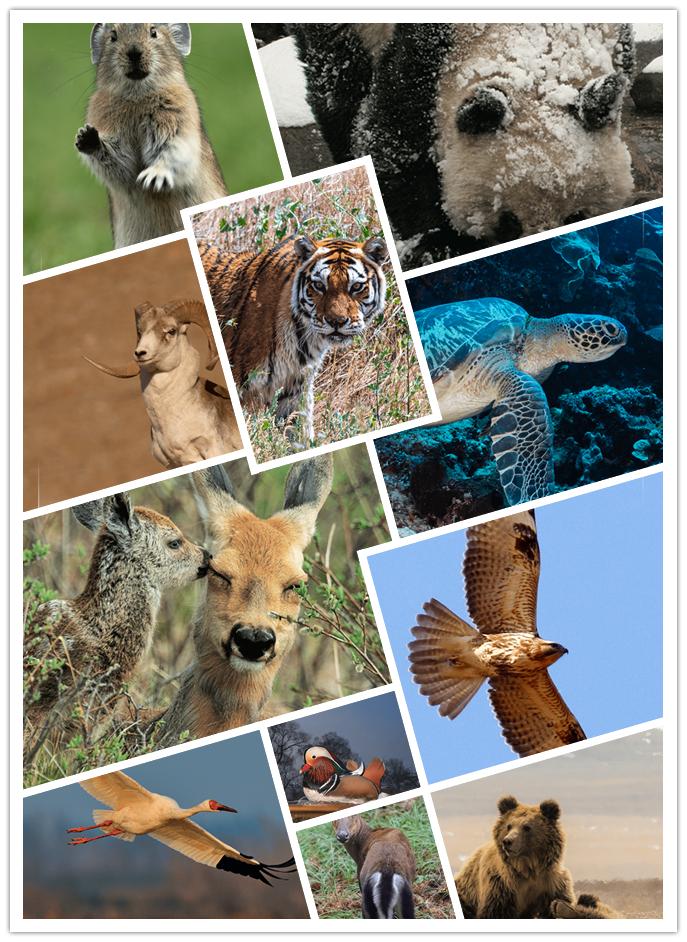 支付宝卡通到底好不好用？真实用户体验告诉你答案