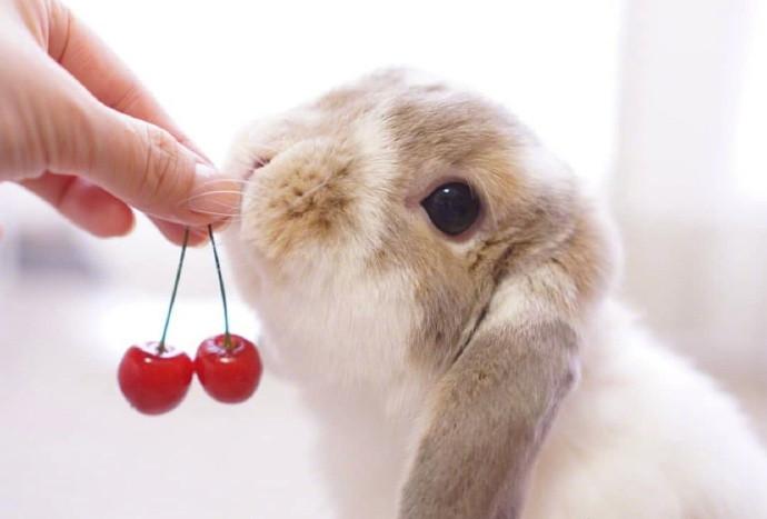 荷兰长毛垂耳兔真的适合新手养吗？