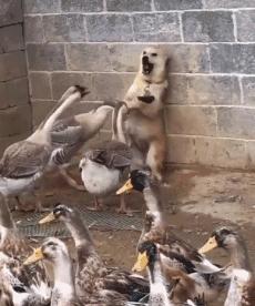 让孩子与狗狗和谐相处的10个实用技巧与建议