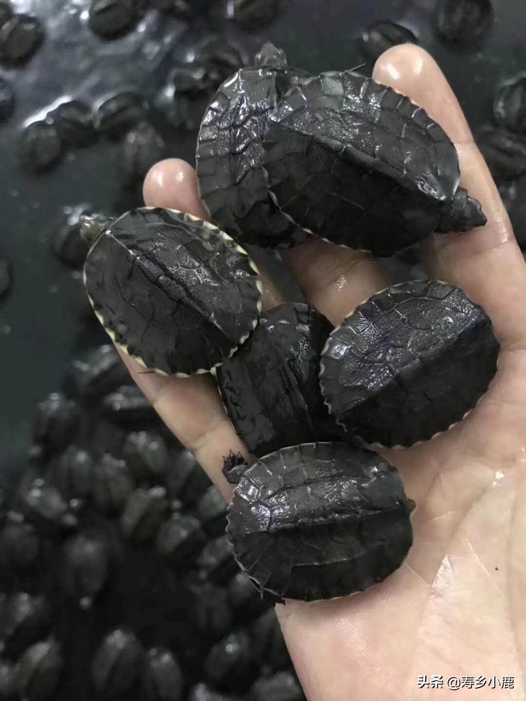 黄喉拟水龟繁殖技巧与注意事项：如何成功培育健康后代