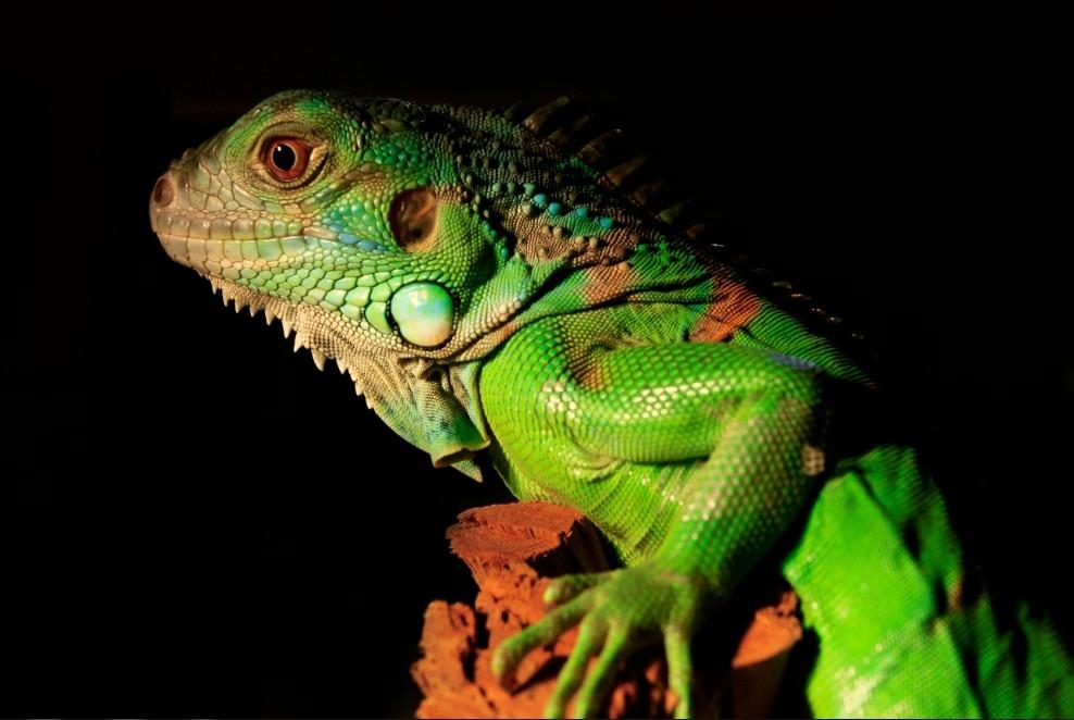 绿鬣蜥真的适合新手养吗？