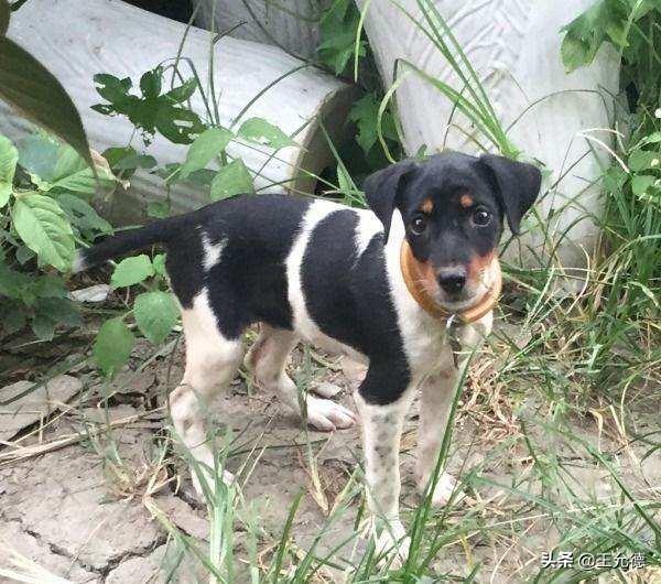 小型犬种类繁多,那么小型犬都有哪些呢? 小型犬种类繁多,那么小型犬都有哪些呢?